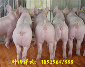 驻马店仔猪价格最新动态与奇遇记