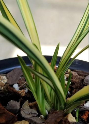 蕙兰最新价格表，科技与生活融合的高科技兰花
